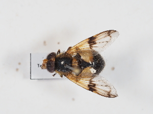  ( - Tettris-2023-0016)  @11 [ ] Unspecified (default): All Rights Reserved (2025) Naturhistorisches Museum Wien Unspecified