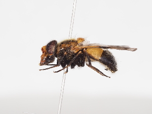  ( - Tettris-2023-0016)  @11 [ ] Unspecified (default): All Rights Reserved (2025) Naturhistorisches Museum Wien Unspecified