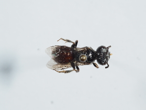  (Sphecodes intermedius - ABOL-BioBlitz 2021 WD21-S022)  @11 [ ] CC BY SA (2021) Schoder S. Natural history museum, Vienna