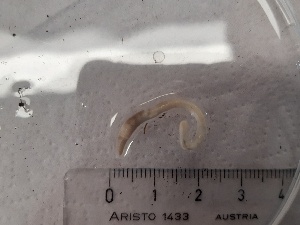  ( - ABOL-25-0375)  @11 [ ] Unspecified (default): All Rights Reserved (2025) Edith Gruber Unspecified