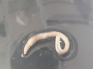  ( - ABOL-25-0375)  @11 [ ] Unspecified (default): All Rights Reserved (2025) Edith Gruber Unspecified