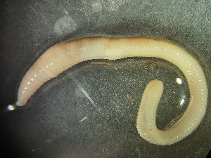  ( - ABOL-25-0375)  @11 [ ] Unspecified (default): All Rights Reserved (2025) Edith Gruber Unspecified