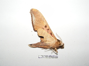  ( - BC-TDMPEG0256)  @12 [ ] Copyright (2010) Thibaud Decaens Research Collection of Thibaud Decaens