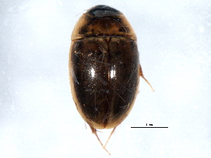  (Enochrus ochraceus - TDWG-0649)  @14 [ ] CreativeCommons - Attribution (2010) CBG Photography Group Centre for Biodiversity Genomics