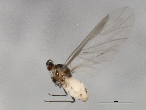  ( - TDWG-1098)  @13 [ ] CreativeCommons - Attribution (2010) CBG Photography Group Centre for Biodiversity Genomics