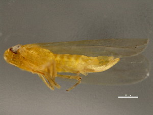  ( - TDWG-1169)  @12 [ ] CreativeCommons - Attribution (2010) CBG Photography Group Centre for Biodiversity Genomics