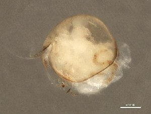  ( - TDWG-1266)  @12 [ ] CreativeCommons - Attribution (2010) CBG Photography Group Centre for Biodiversity Genomics