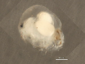  ( - TDWG-1267)  @12 [ ] CreativeCommons - Attribution (2010) CBG Photography Group Centre for Biodiversity Genomics