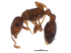  (Temnothorax schaumii - BIOUG00914-C11)  @14 [ ] CreativeCommons - Attribution (2011) CBG Photography Group Centre for Biodiversity Genomics