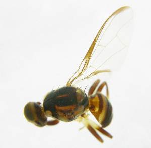  (Bactrocera Sp.15 - cau01184)  @13 [ ] Unspecified (default): All Rights Reserved (2010) China Agricutural University, Insect Collection China Agricutural University, Insect Collection