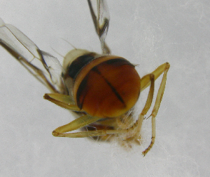  (Bactrocera Sp.9 - cau01260)  @13 [ ] Unspecified (default): All Rights Reserved (2010) China Agricutural University, Insect Collection China Agricutural University, Insect Collection