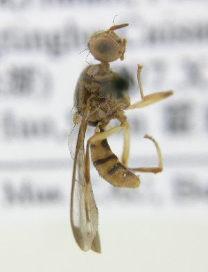  ( - cau01297)  @13 [ ] Unspecified (default): All Rights Reserved (2010) China Agricutural University, Insect Collection China Agricutural University, Insect Collection