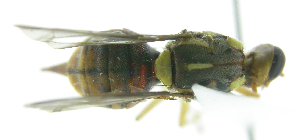  (Bactrocera Sp.57 - cau01318)  @12 [ ] Unspecified (default): All Rights Reserved (2010) China Agricutural University, Insect Collection China Agricutural University, Insect Collection