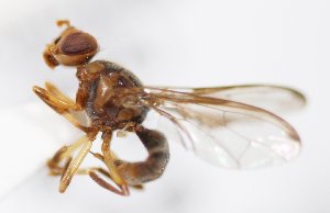  (Bactrocera latifrons - cau01324)  @14 [ ] Unspecified (default): All Rights Reserved (2010) China Agricutural University, Insect Collection China Agricutural University, Insect Collection