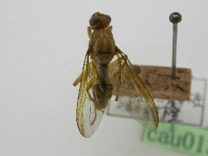  ( - cau01333)  @11 [ ] Unspecified (default): All Rights Reserved (2010) China Agricutural University, Insect Collection China Agricutural University, Insect Collection
