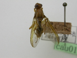  ( - cau01333)  @11 [ ] Unspecified (default): All Rights Reserved (2010) China Agricutural University, Insect Collection China Agricutural University, Insect Collection