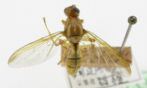  ( - cau01334)  @11 [ ] Unspecified (default): All Rights Reserved (2010) China Agricutural University, Insect Collection China Agricutural University, Insect Collection