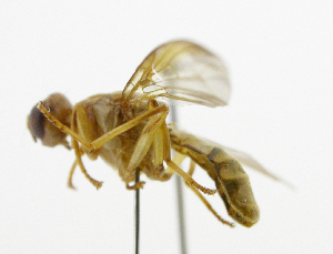  ( - cau01334)  @11 [ ] Unspecified (default): All Rights Reserved (2010) China Agricutural University, Insect Collection China Agricutural University, Insect Collection