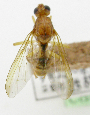  ( - cau01335)  @11 [ ] Unspecified (default): All Rights Reserved (2010) China Agricutural University, Insect Collection China Agricutural University, Insect Collection