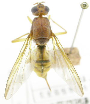  ( - cau01338)  @11 [ ] Unspecified (default): All Rights Reserved (2010) China Agricutural University, Insect Collection China Agricutural University, Insect Collection