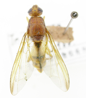  ( - cau01339)  @11 [ ] Unspecified (default): All Rights Reserved (2010) China Agricutural University, Insect Collection China Agricutural University, Insect Collection