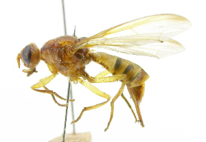  ( - cau01339)  @11 [ ] Unspecified (default): All Rights Reserved (2010) China Agricutural University, Insect Collection China Agricutural University, Insect Collection