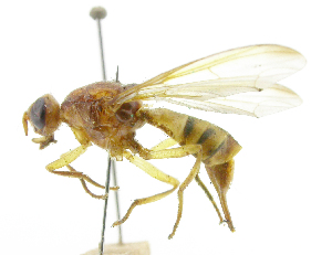  ( - cau01339)  @11 [ ] Unspecified (default): All Rights Reserved (2010) China Agricutural University, Insect Collection China Agricutural University, Insect Collection