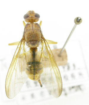  ( - cau01340)  @11 [ ] Unspecified (default): All Rights Reserved (2010) China Agricutural University, Insect Collection China Agricutural University, Insect Collection