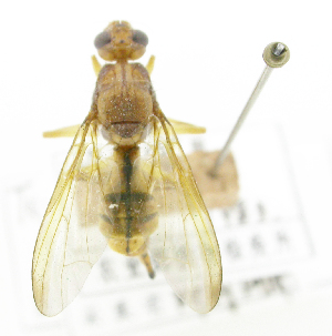  ( - cau01340)  @11 [ ] Unspecified (default): All Rights Reserved (2010) China Agricutural University, Insect Collection China Agricutural University, Insect Collection