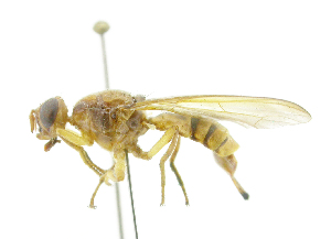  ( - cau01340)  @11 [ ] Unspecified (default): All Rights Reserved (2010) China Agricutural University, Insect Collection China Agricutural University, Insect Collection