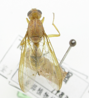  ( - cau01341)  @11 [ ] Unspecified (default): All Rights Reserved (2010) China Agricutural University, Insect Collection China Agricutural University, Insect Collection