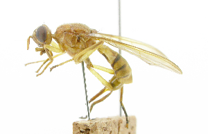  ( - cau01341)  @11 [ ] Unspecified (default): All Rights Reserved (2010) China Agricutural University, Insect Collection China Agricutural University, Insect Collection