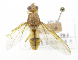  ( - cau01342)  @11 [ ] Unspecified (default): All Rights Reserved (2010) China Agricutural University, Insect Collection China Agricutural University, Insect Collection