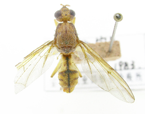 ( - cau01342)  @11 [ ] Unspecified (default): All Rights Reserved (2010) China Agricutural University, Insect Collection China Agricutural University, Insect Collection