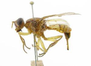  ( - cau01342)  @11 [ ] Unspecified (default): All Rights Reserved (2010) China Agricutural University, Insect Collection China Agricutural University, Insect Collection