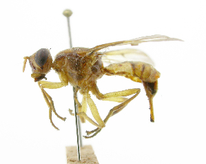  ( - cau01342)  @11 [ ] Unspecified (default): All Rights Reserved (2010) China Agricutural University, Insect Collection China Agricutural University, Insect Collection