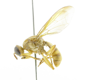  ( - cau01343)  @11 [ ] Unspecified (default): All Rights Reserved (2010) China Agricutural University, Insect Collection China Agricutural University, Insect Collection