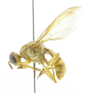  ( - cau01343)  @11 [ ] Unspecified (default): All Rights Reserved (2010) China Agricutural University, Insect Collection China Agricutural University, Insect Collection