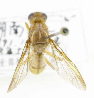  ( - cau01343)  @11 [ ] Unspecified (default): All Rights Reserved (2010) China Agricutural University, Insect Collection China Agricutural University, Insect Collection