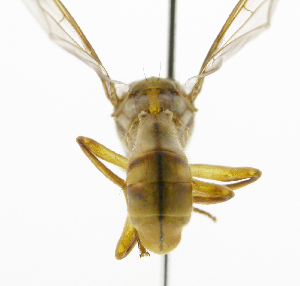  ( - cau01343)  @11 [ ] Unspecified (default): All Rights Reserved (2010) China Agricutural University, Insect Collection China Agricutural University, Insect Collection