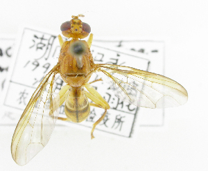  ( - cau01344)  @11 [ ] Unspecified (default): All Rights Reserved (2010) China Agricutural University, Insect Collection China Agricutural University, Insect Collection