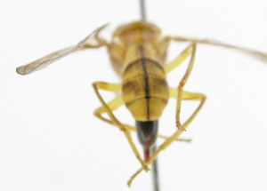  (Bactrocera Sp.42 - cau01344)  @11 [ ] Unspecified (default): All Rights Reserved (2010) China Agricutural University, Insect Collection China Agricutural University, Insect Collection