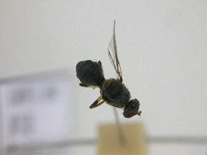  ( - cau01376)  @13 [ ] Unspecified (default): All Rights Reserved (2010) China Agricutural University, Insect Collection China Agricutural University, Insect Collection