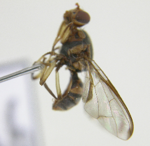  ( - cau01404)  @12 [ ] Unspecified (default): All Rights Reserved (2010) China Agricutural University, Insect Collection China Agricutural University, Insect Collection