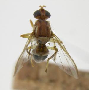  (Bactrocera Sp.49 - cau01417)  @11 [ ] Unspecified (default): All Rights Reserved (2010) China Agricutural University, Insect Collection China Agricutural University, Insect Collection