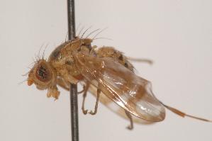  (Terellia palposa - TEPH052)  @12 [ ] Unspecified (default): All Rights Reserved  Unspecified Unspecified