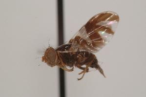  ( - TEPH148)  @11 [ ] Unspecified (default): All Rights Reserved  Unspecified Unspecified