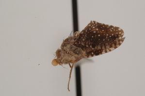  (Xanthomyia - TEPH156)  @12 [ ] Unspecified (default): All Rights Reserved  Unspecified Unspecified