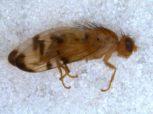  ( - DNA 20080701-02)  @13 [ ] Copyright (2010) B.T. Reijnen NCB Naturalis