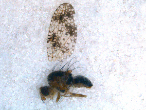  ( - DNA 20081031-02)  @12 [ ] Copyright (2010) B.T. Reijnen NCB Naturalis